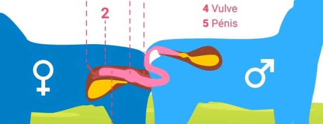 Infographie qui décrit l'accouplement chez le chien