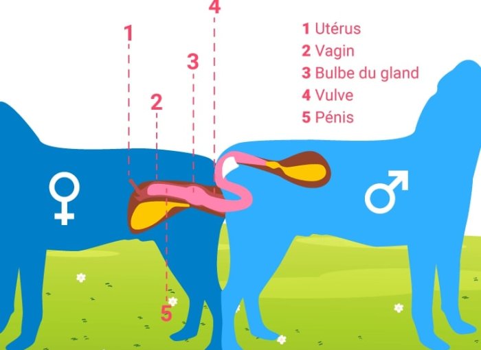 Infographie qui décrit l'accouplement chez le chien