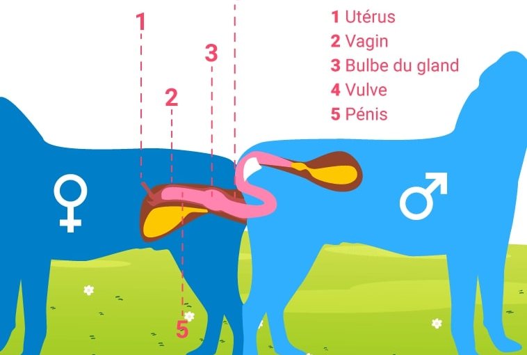 Infographie qui décrit l'accouplement chez le chien