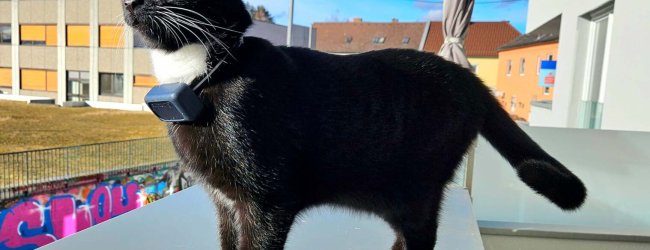 Tilda auf dem Balkon mit Tractive GPS Tracker