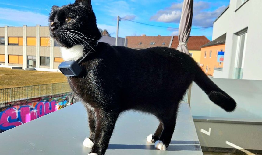 Tilda auf dem Balkon mit Tractive GPS Tracker