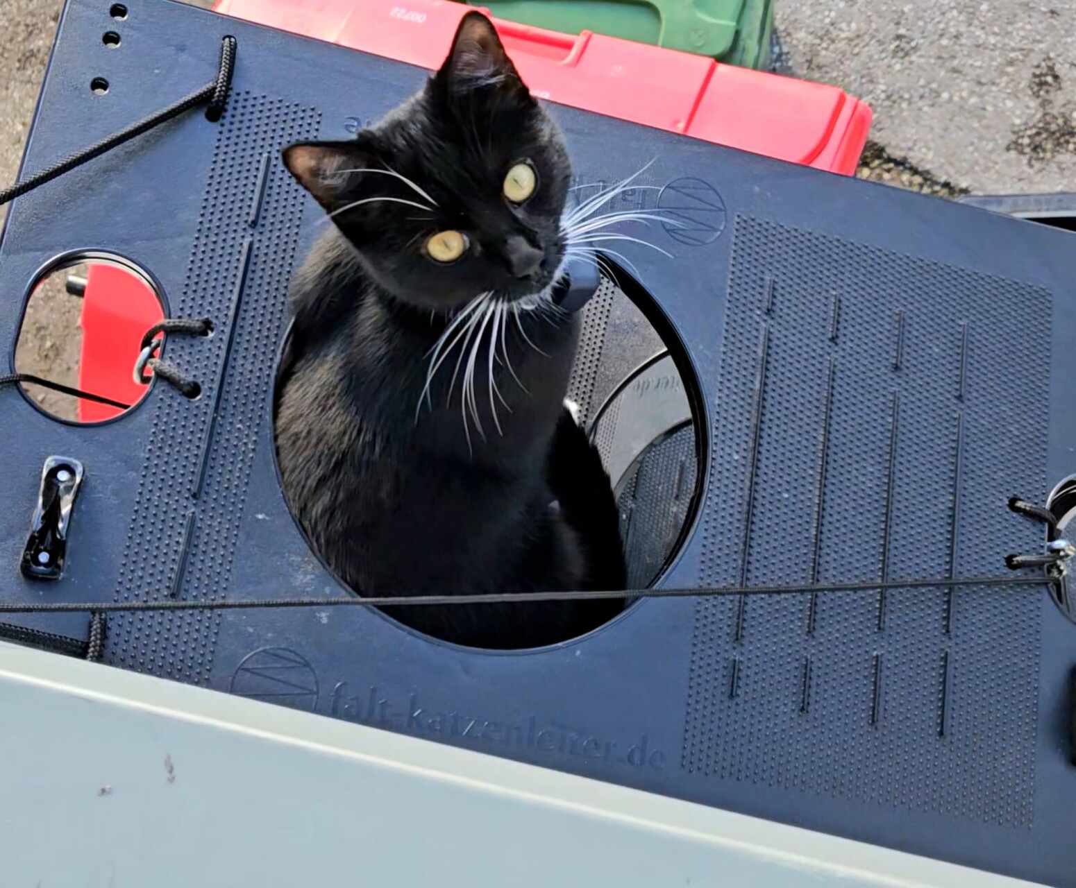 Tilda peeking out of the cat ladder