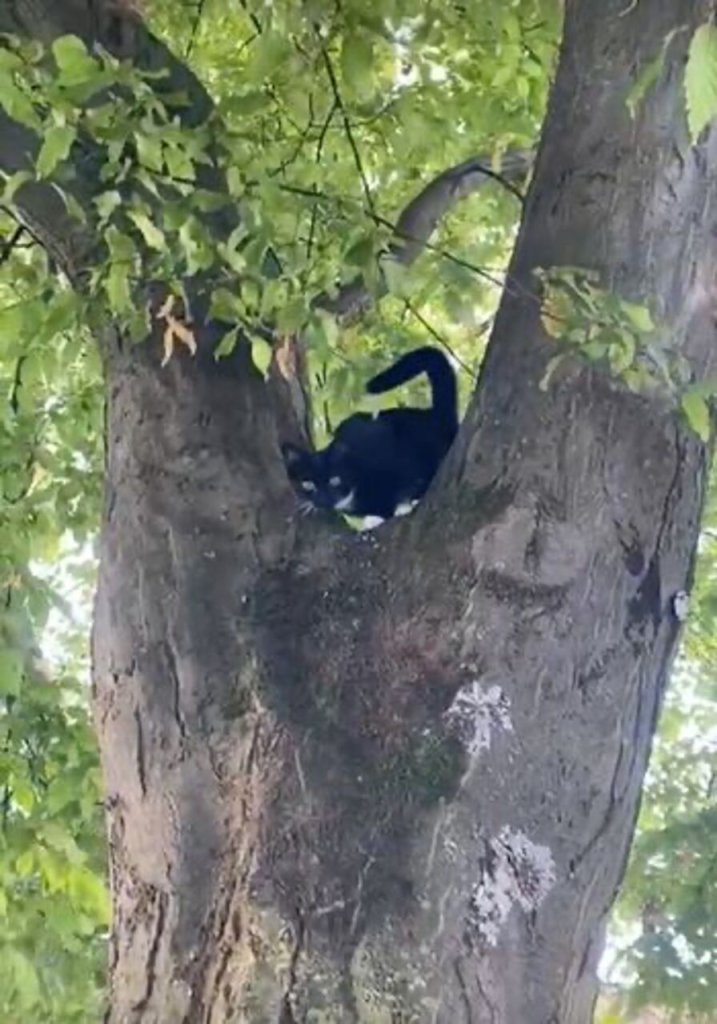 Tilda on a tree outdoors