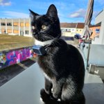 Tilda the cat sitting on a balcony