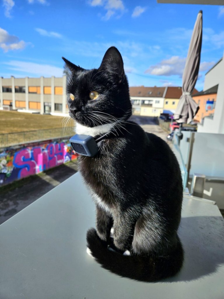 Tilda wearing her Tractive GPS tracker on the balcony