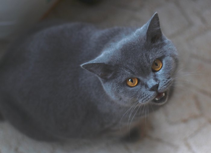 Graue Katze miaut und sieht nach oben