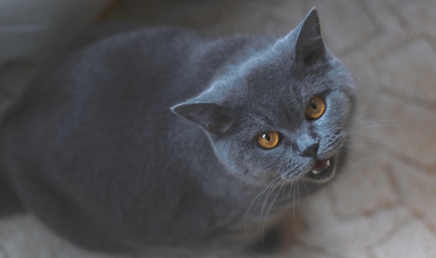 Graue Katze miaut und sieht nach oben