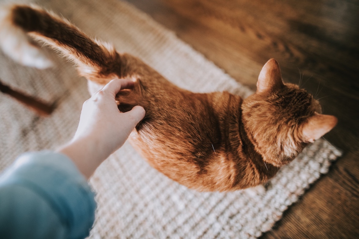 Rötliche Katze wird von oben gestreichelt