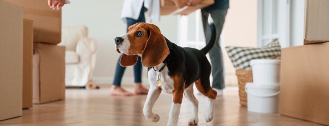 Umzugskartons neben Beagle in neuer Wohnung