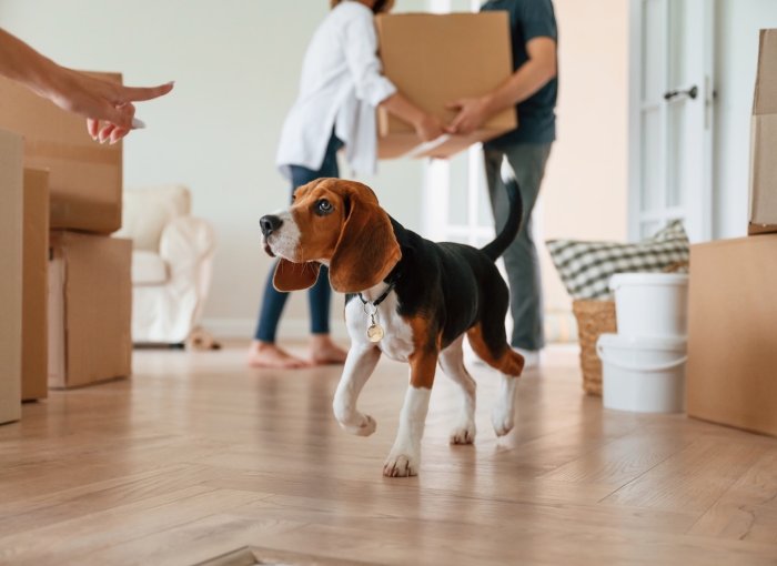 Umzugskartons neben Beagle in neuer Wohnung