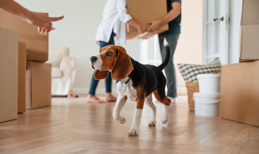 Umzugskartons neben Beagle in neuer Wohnung