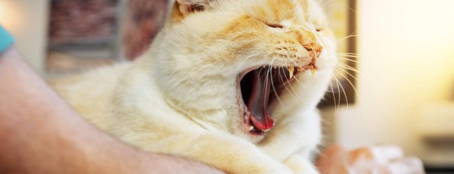 A cat crying sitting over a man's arm