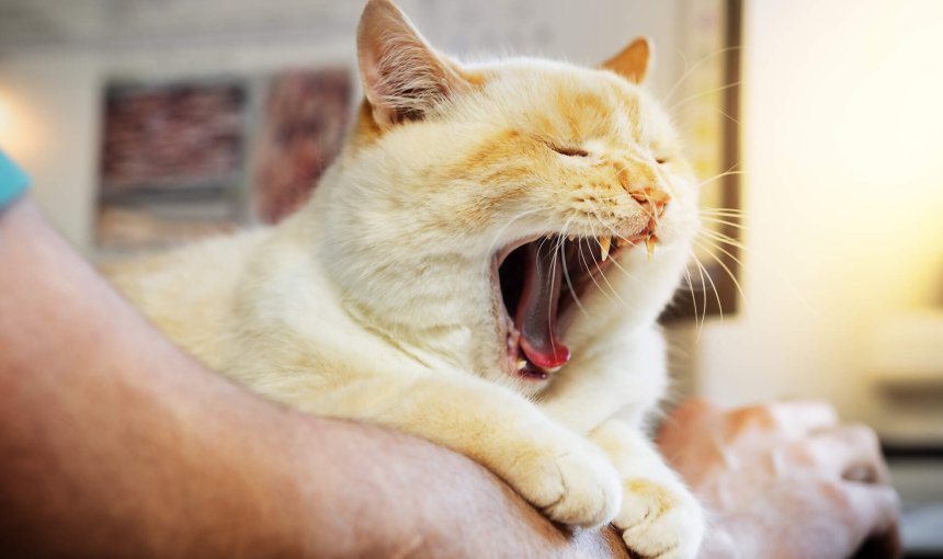 A cat crying sitting over a man's arm