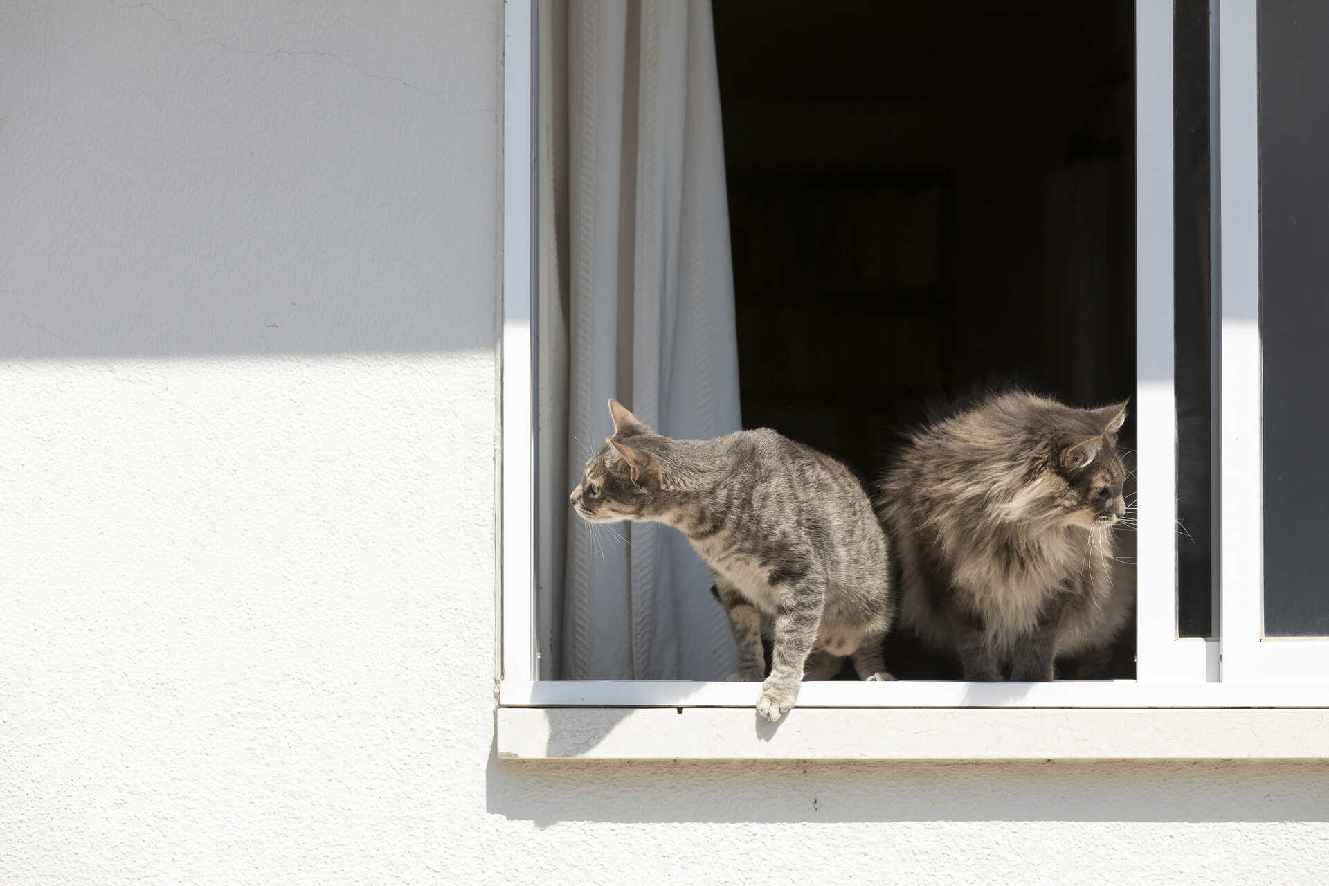 Two cats leaning out an open window