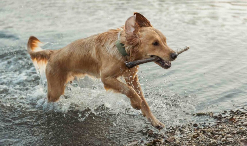 A dog wearing a Tractive GPS tracker running through the water