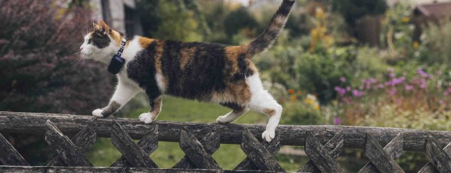 A cat climbing a fence wearing a Tractive GPS tracker