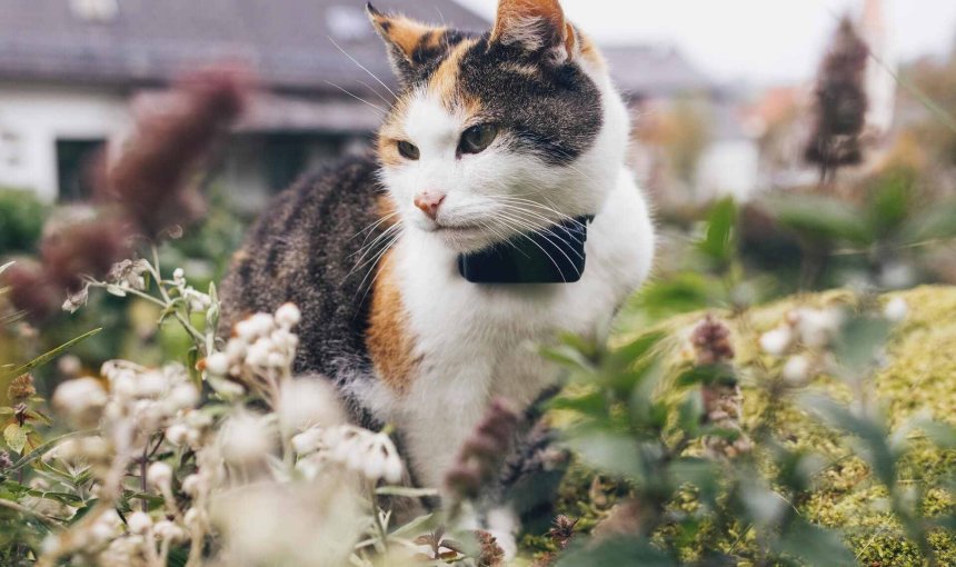 A cat wearing a Tractive GPS & Health tracker
