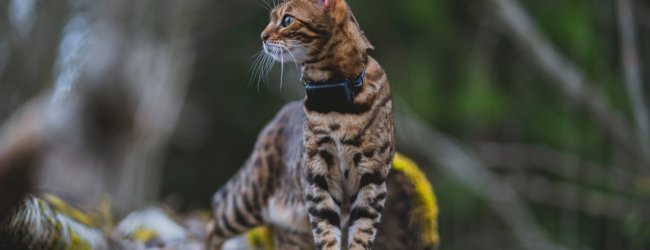 A cat wearing a Tractive GPS tracker
