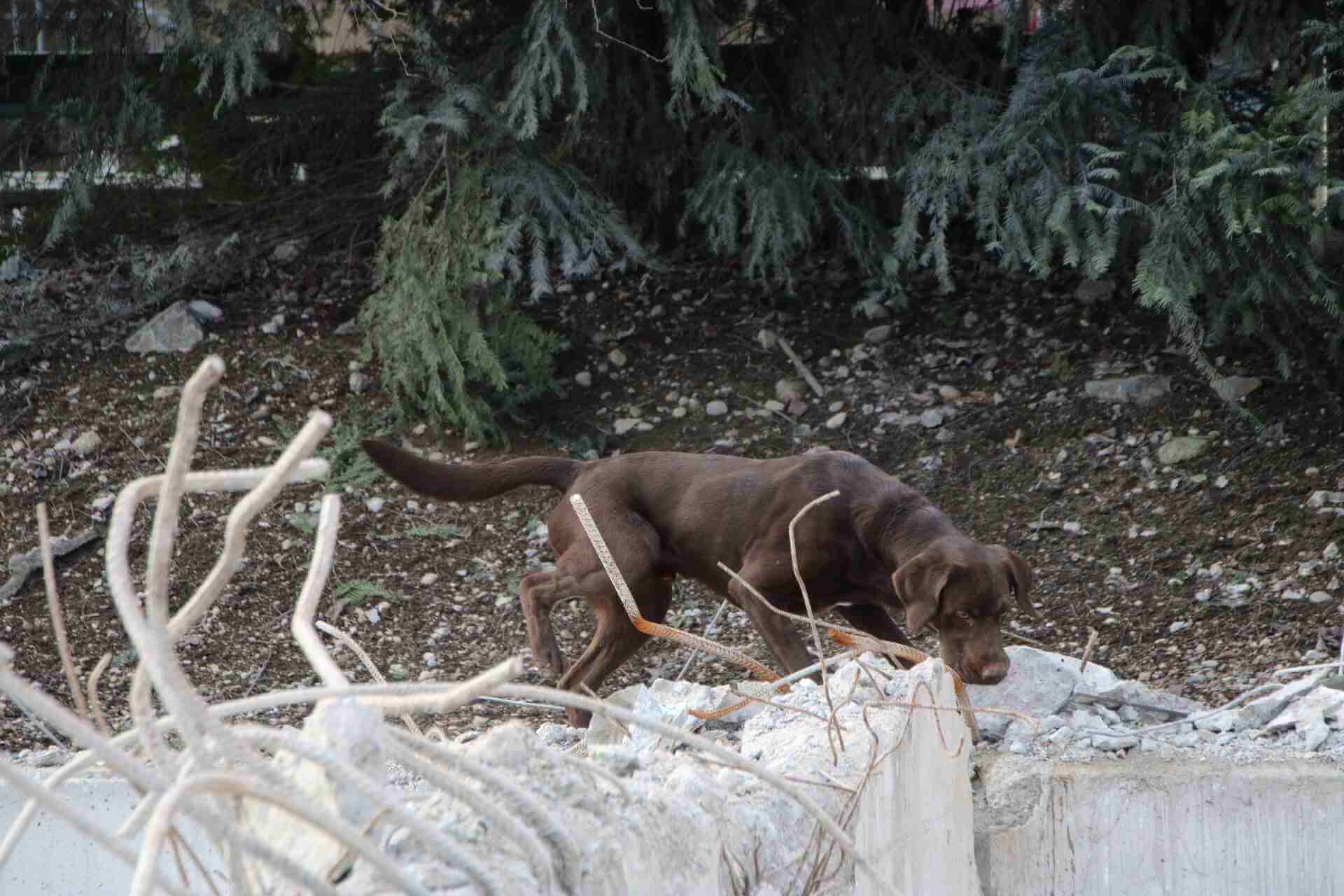 Bruno on a rescue mission in the woods