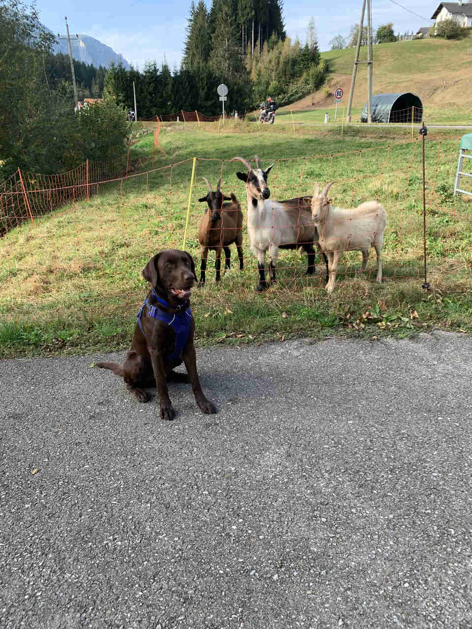 Bruno sitting across a fence with some goats
