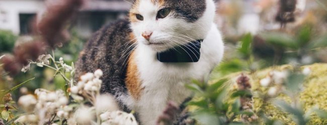 A cat wearing a Tractive GPS & Health tracker