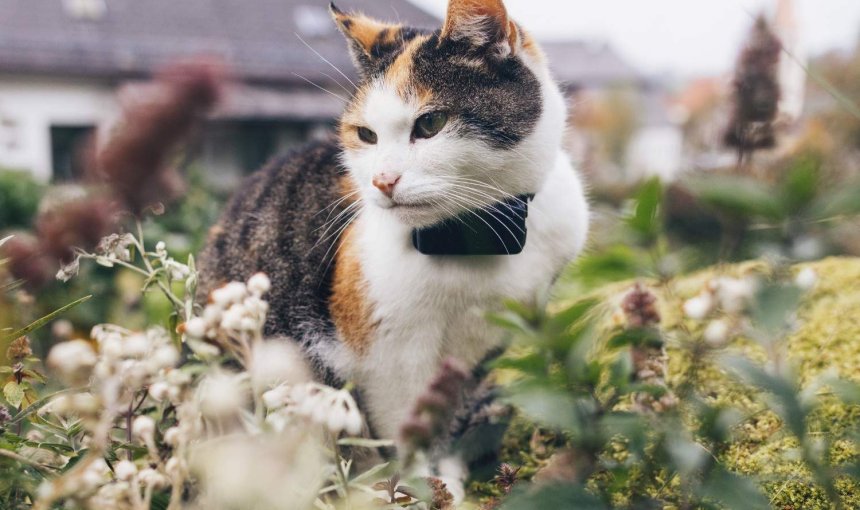 A cat wearing a Tractive GPS & Health tracker