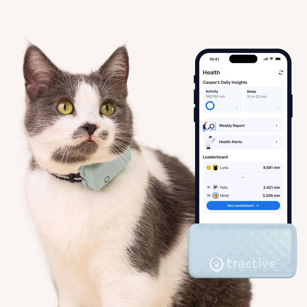 kat iført Tractive Smart Kattetracker, med GPS og sundhedsovervågningsapp-skærmbillede og blåt kattesporingshalsbånd
