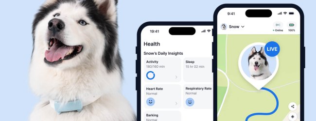 perro con un rastreador de fitness Tractive para perros, dos pantallas de la aplicación en primer plano (monitoreo de salud y seguimiento en vivo)