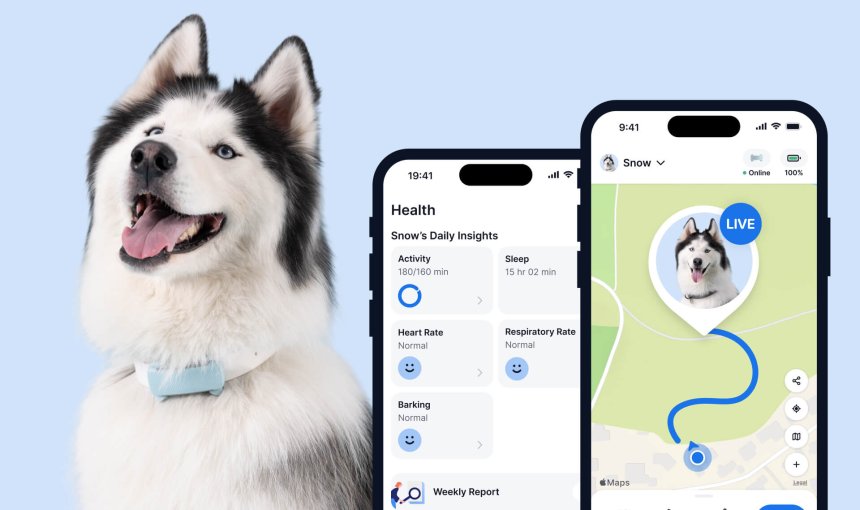 perro con un rastreador de fitness Tractive para perros, dos pantallas de la aplicación en primer plano (monitoreo de salud y seguimiento en vivo)