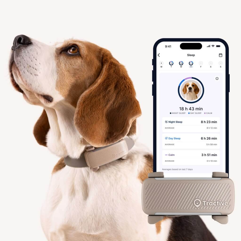 chien portant le Traceur Intelligent Tractive pour Chien avec GPS, suivi d'activité, de sommeil et de santé, capture d'écran de l'application de suivi pour chien collier de suivi