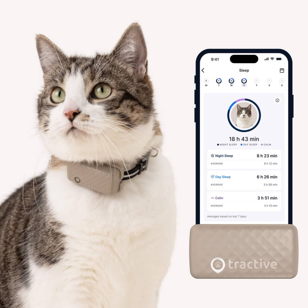 chat portant le Traceur Intelligent Tractive pour Chat, avec GPS, suivi d'activité, de sommeil et de santé capture d'écran de l'application et collier de suivi pour chat