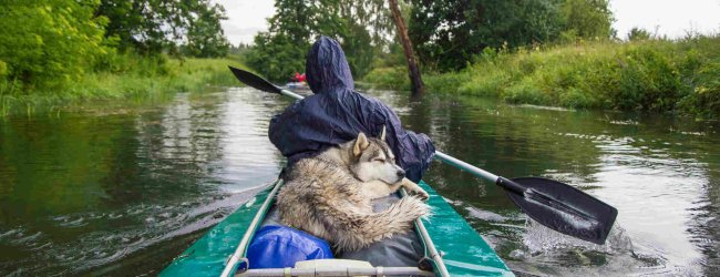 A man canoeing with a dog