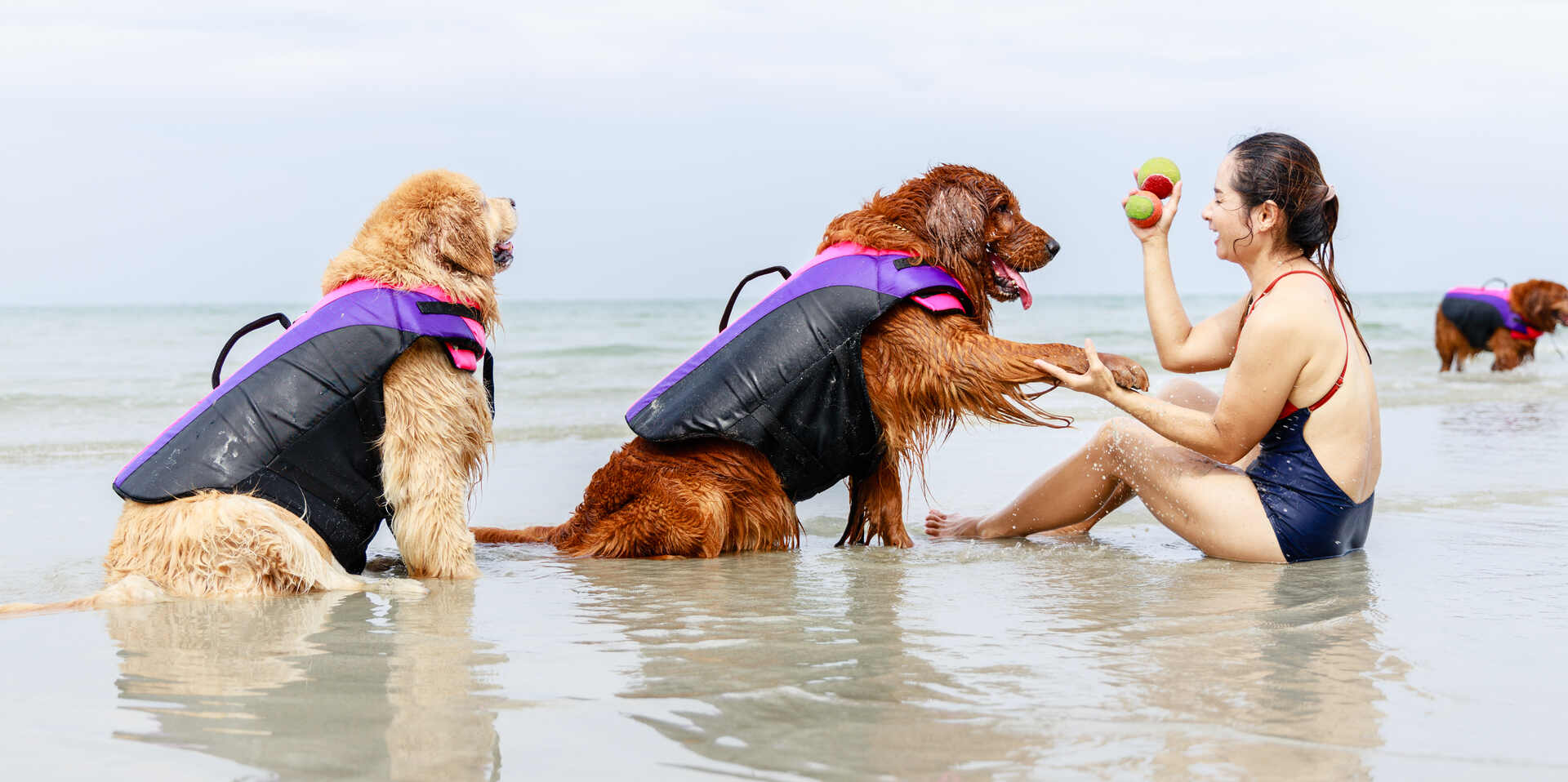 A pair of dogs wearing life jackets playing with a woman at the beach