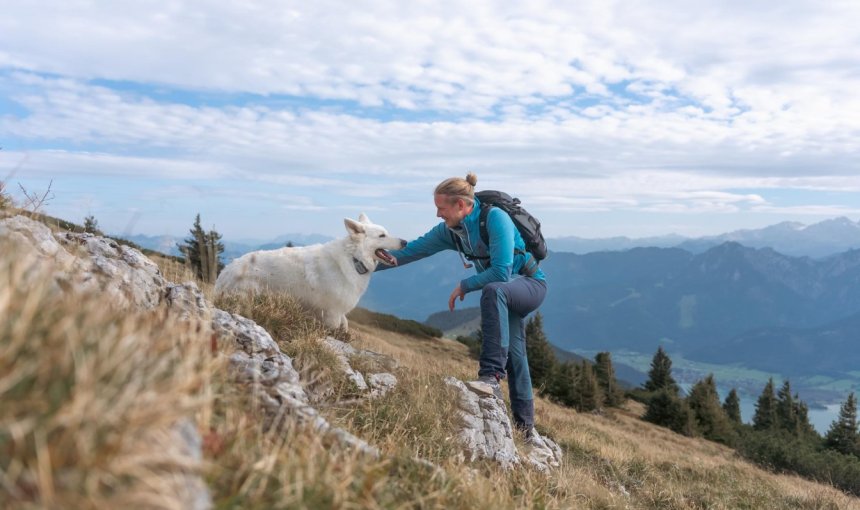Ein Hund trägt einen Tractive GPS & Health Tracker