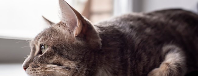 Katze liegt traurig auf Fensterbank