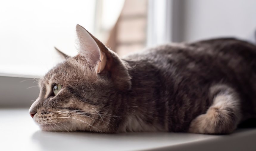 Katze liegt traurig auf Fensterbank