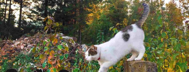 A cat climbing a wooden fence