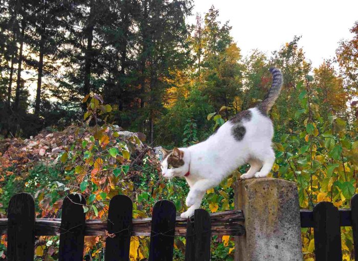 A cat climbing a wooden fence