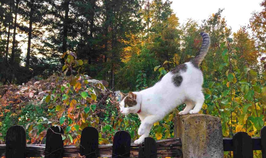 A cat climbing a wooden fence