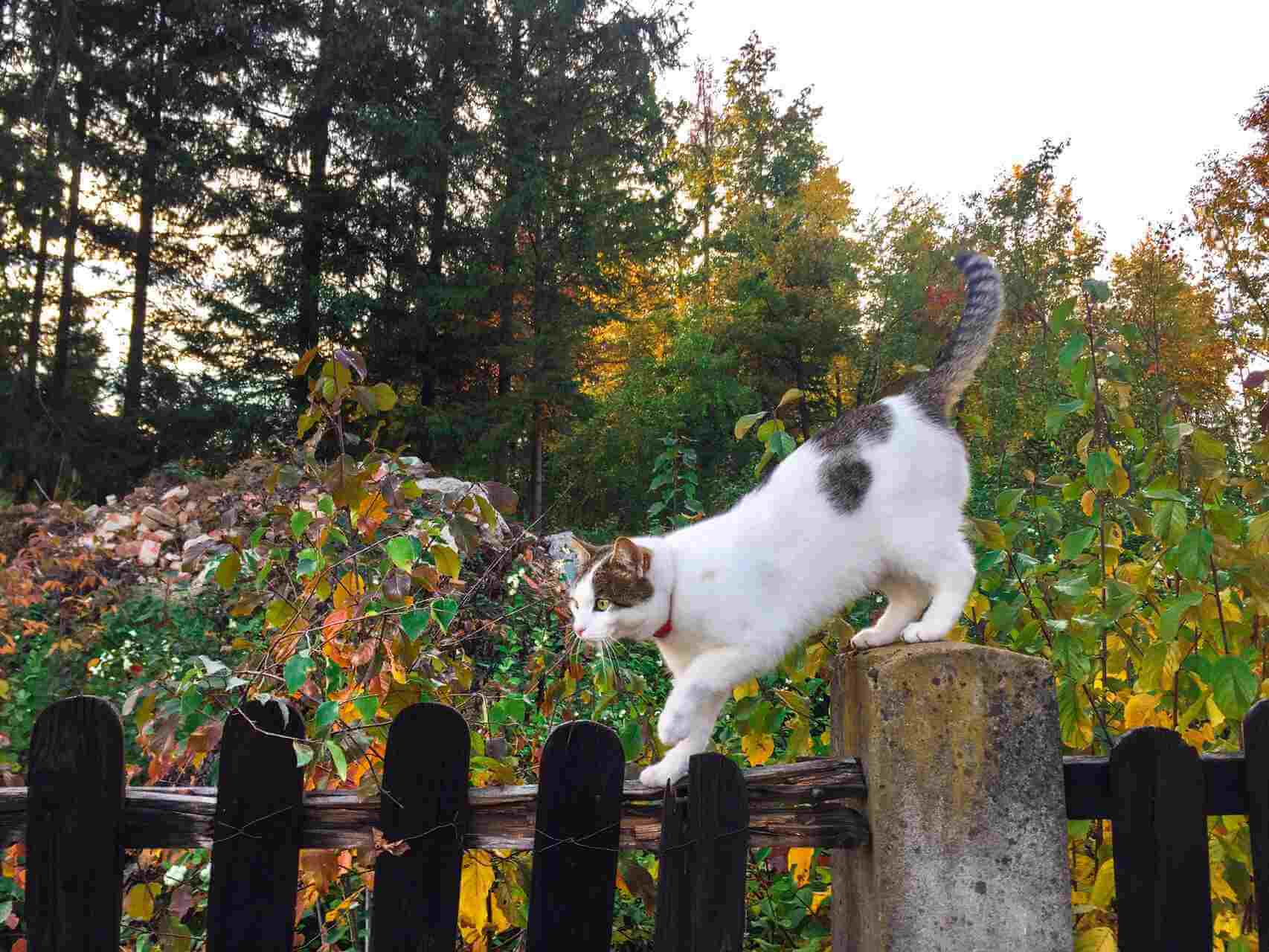 A cat climbing a wooden fence