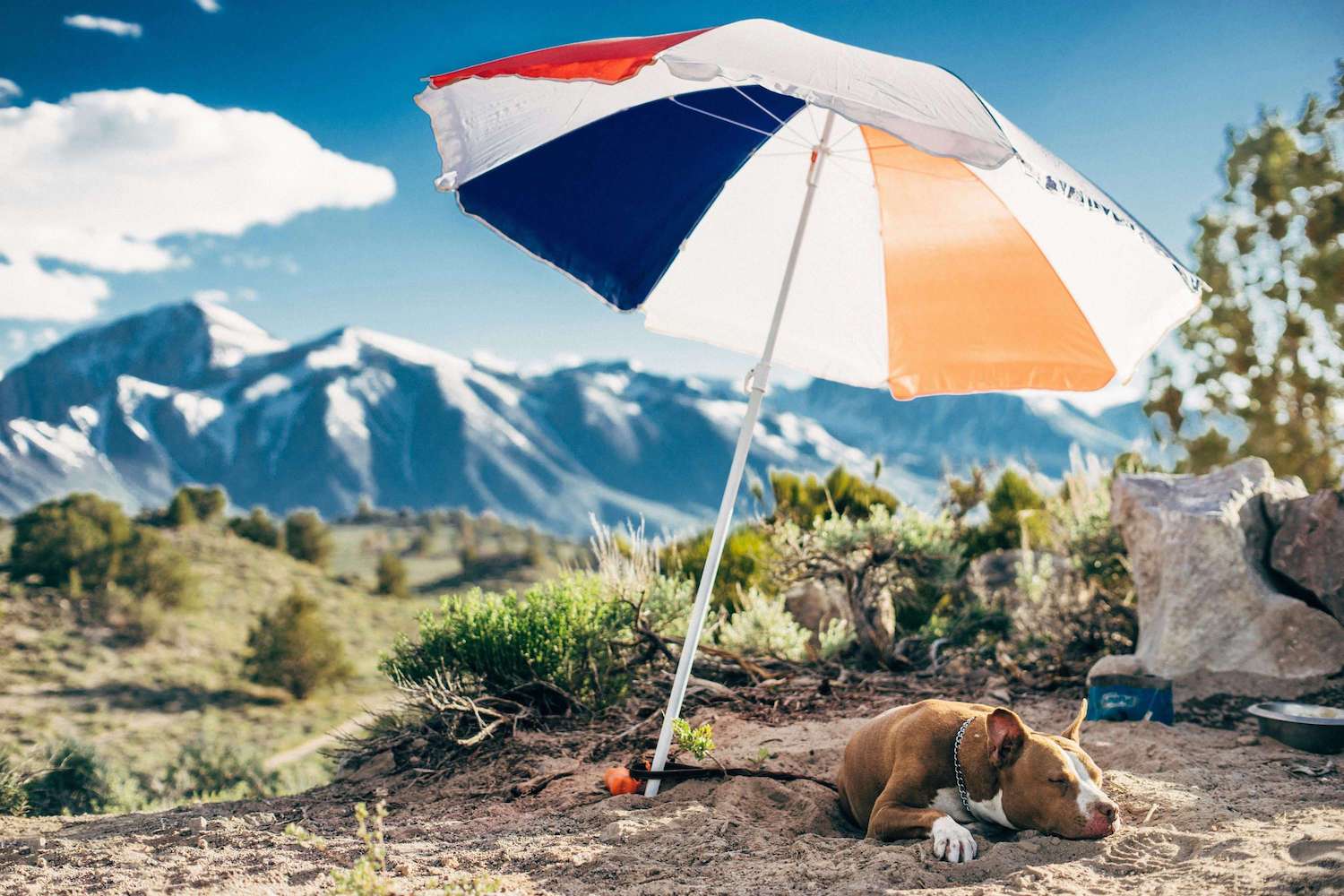 Hund liegt unter einem Sonnenschirm