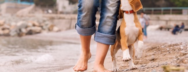 Frau spaziert mit ihrem Beagle am Strand entlang