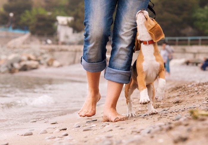 una donna passeggia sulla spiaggia con il suo beagle