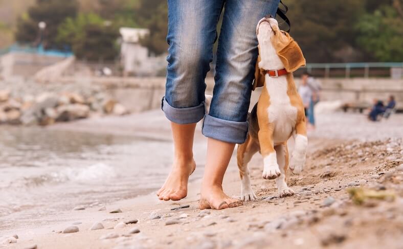 Frau spaziert mit ihrem Beagle am Strand entlang