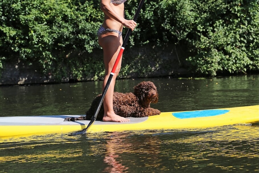 Frau mit ihrem braunen Hund auf dem Paddleboard