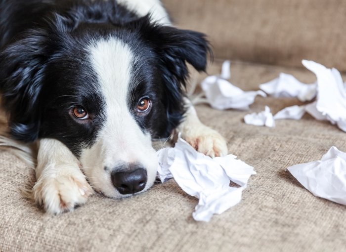 Hund liegt traurig auf einer Couch