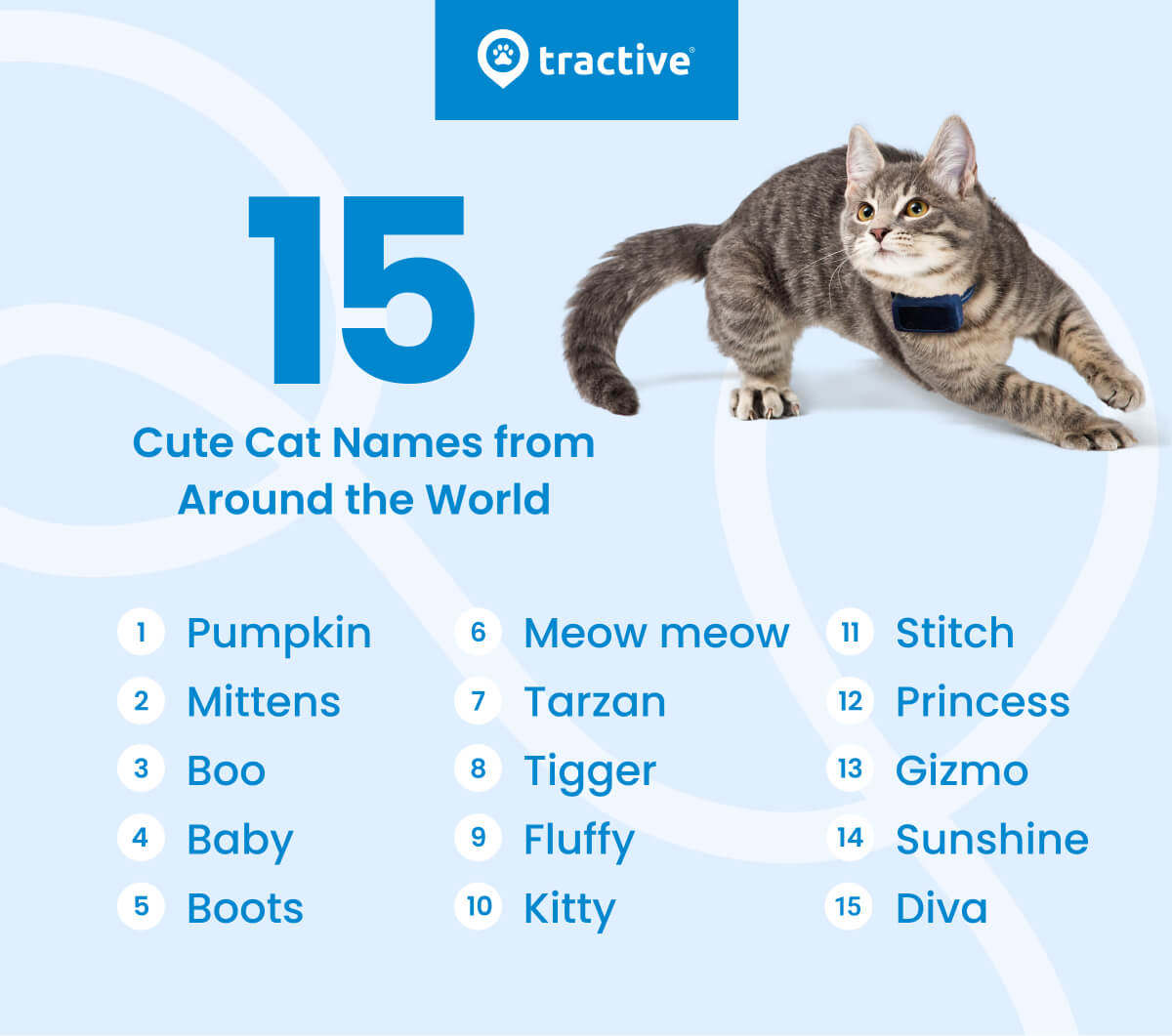 infographic of the top 15 cute cat names from around the world: 1. Pumpkin 2. Mittens 3. Boo 4. Baby 5. Boots 6. Meow meow 7. Tarzan 8. Tigger 9. Fluffy 10. Kitty 11. Stitch 12. Princess 13. Gizmo 14. Sunshine 15. Diva