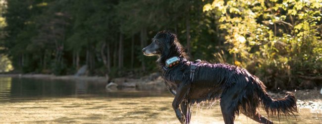 En hund som bär en Tractive GPS & Hälsospårare