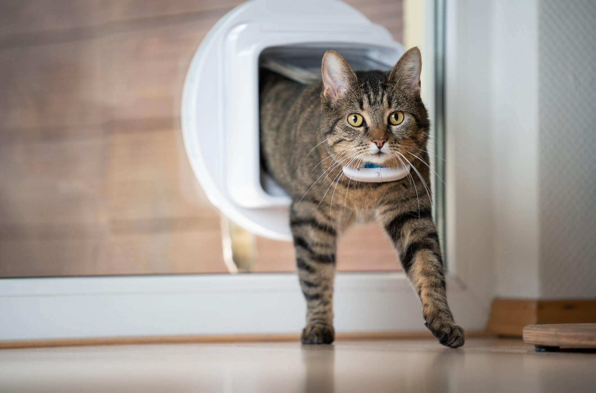 Bruine kat met witte Tractive GPS-tracker voor katten die door een kattenluikje gaat