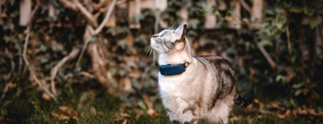 A cat wearing a Tractive GPS tracker